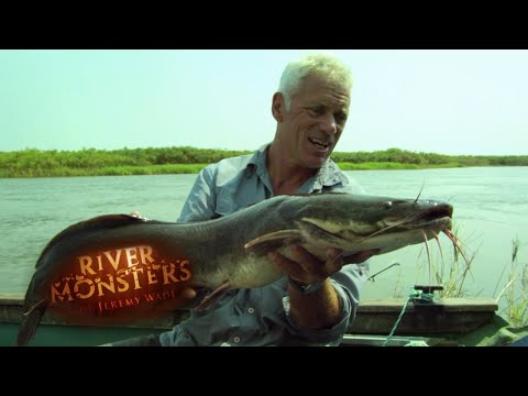 FEROCIOUS African Sharptooh Catfish | CATFISH | River Monsters