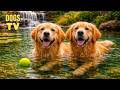 23 HOURS of Dog TV for Dogs 🐶 Anti-Anxiety Background Videos to Ease Stress for Dogs Home Alone
