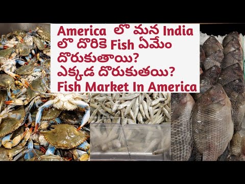 YouTube video about: Where to buy dry fish in usa?