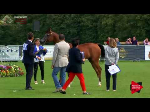 N.21 JOZEFINA TERSK - Chantilly 2017 European Breeders'Championship - Junior Fillies (Class 2A)