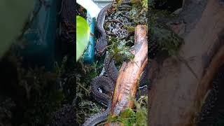 Download lagu Ular naga betulan #shorts mp3