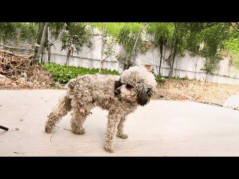 Rescued a stray dog who gave birth to 6 puppies, trusted me with them, then left alone for freedom.