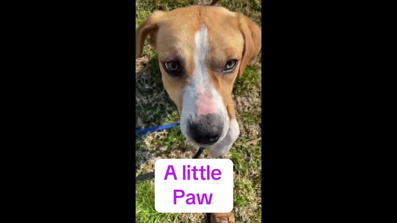 Sona, an adopted mixed breed in Heathsville, VA video 5/6