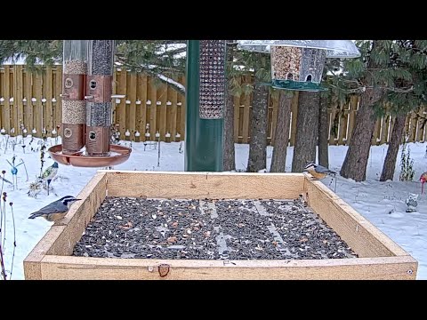 Red-breasted Nuthatches Grab And Go After Blue Jays Pack Away Seeds In Ontario | Nov. 10, 2025