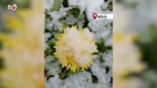 Boluda Baharda Açan Çiçekler Beyaza Büründü