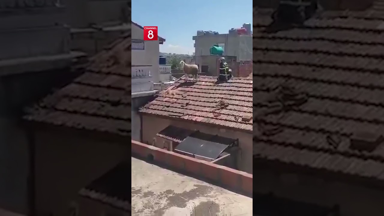 ڤیدیۆ | مەڕێکی قوربانی لە جەزائیر ڕایکردووەتە سەر سەربانی ماڵێک و تیمی بەرگریی شارستانی دەیگرنەوە