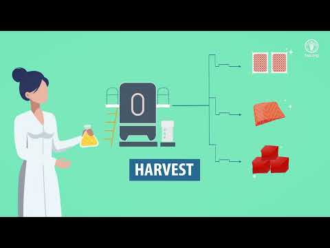 Cell-based food production and food safety
