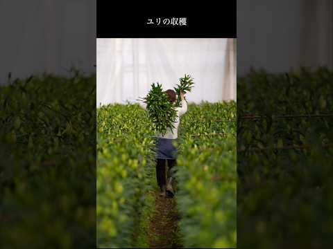 無枝の草ユリ、総状草ユリ 植物