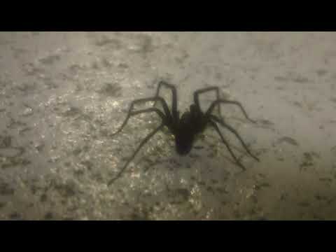 Aindulmedir - The Lunar Lexicon (2019) (Dark Ambient, Dungeon Synth) NOW WITH LIVE VIDEO