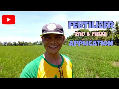 Palay Fertilzer Application (2nd & final)