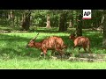 Animal Baby Boom At 2 Zoo Partnership