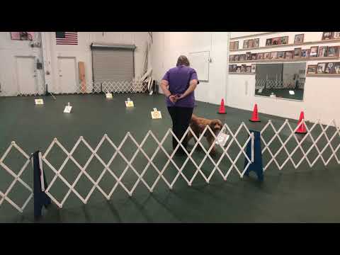 AKC RIV-2 Intermediate_Tilly