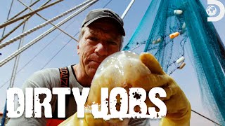 Mike Row Catches Jellyfish! | Dirty Jobs | Discovery