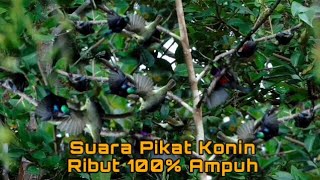 Download lagu Suara Pikat Kolibri Ninja Ribut Paling Ampuh... mp3