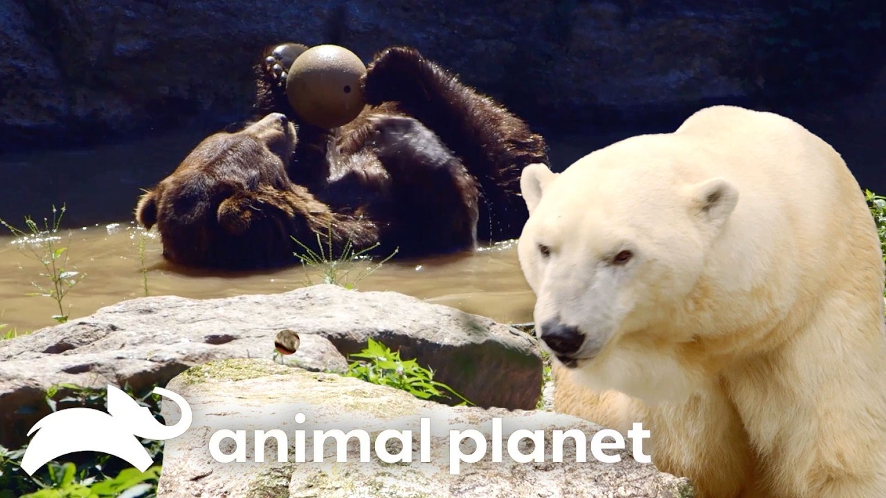 Bears, Bears, Bears, Oh My! 🐻 The Zoo | Animal Planet