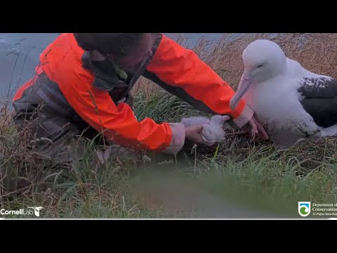 Royal Albatross ~ BOK Feeds Her Little One 💕 Rangers Morning & Afternoon weight checks! 💕 💞 1.25.26