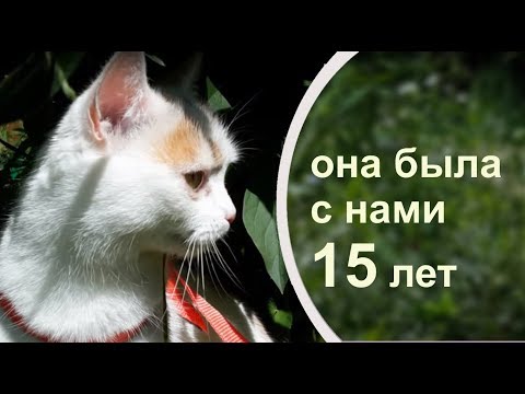 Прощай, милая Мася...