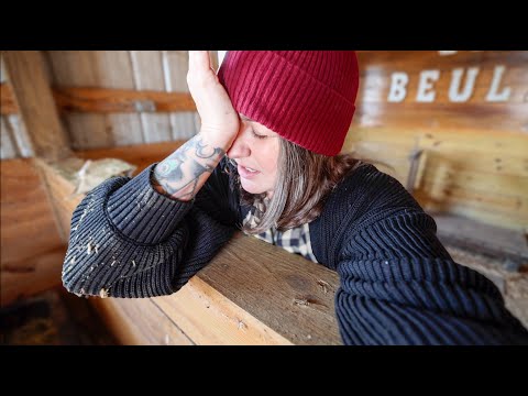 First Lamb Surprise & Cow Chaos on the Farm VLOG