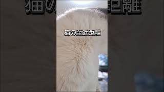 猫の至近距離チャレンジ