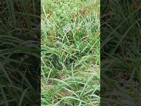  2024 年にラズベリーの吸盤を植えるのに最適な時期はいつですか?春にこれらの低木を移植するにはどうすればよいですか？  庭園