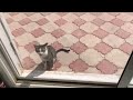 Loudest Meowing Cat Yells At My Door And Demands Love
