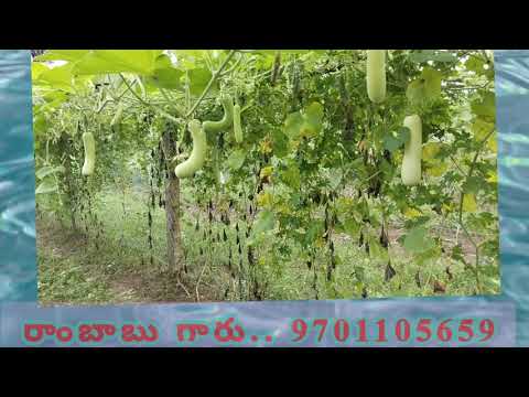 #Vegetables #kuragayalu #కూరగాయలు 