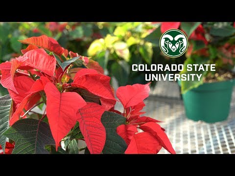 Poinsettia Care : Poinsettia Plant Care Tips From CSU
