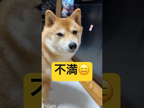 納得のいかない夜😑#柴犬 #豆柴 #shibainu #犬 #犬のいる暮らし #shorts