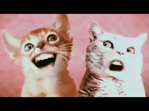 [THE END OF THE WORLD🌍] Numa Cat (Sparta Madhouse V2 Remix)
