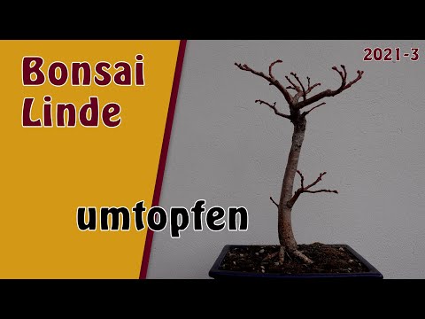 Bonsai | Linde [Tilia platyphyllos] | 2021-3 | Umtopfen und Wurzeln schneiden