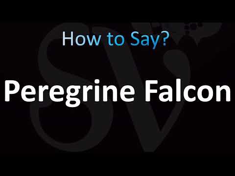 How to Pronounce Peregrine Falcon (CORRECTLY!)