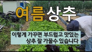 여름상추 이렇게 가꾸면 부드럽고 맛있는 상추 잘 가꿀 수 있습니다. #여름상추 잘 가꾸는 방법.