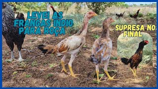 SOLTANDO AS FRANGAS ÍNDIO NA ROÇA 