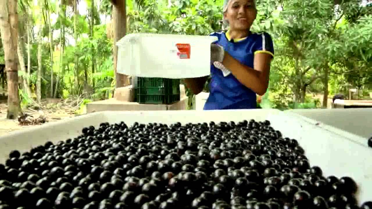 Jornal da Amazônia | Açaí: Do fruto ao vinho - Mat. 03