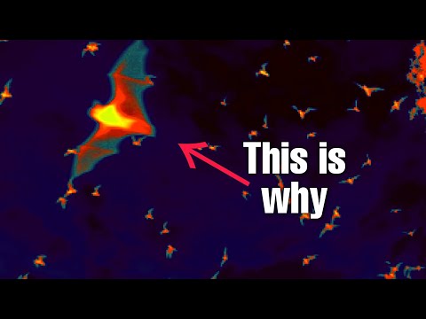 Why bats don't get sick by the diseases but still they transfer them