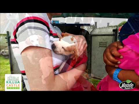 Killua Castle Country Fair 2019 Clonmellon, Westmeath, IRELAND