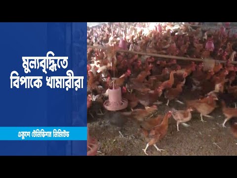 পোল্ট্রি মুরগীর বাচ্চা, খাদ্যের মুল্যবৃদ্ধিতে বিপাকে খামারীরা