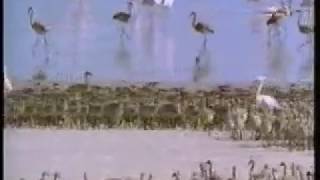 Lots of Flamingo chicks MV