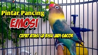 Download lagu Lovebird FIGHTER Ngekek Panjang Pandai Pancing EMOSI Lawan, CEPAT Atasi Labet Bisu Kembali GACOR mp3
