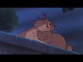 Felicia The Cat Vs Toby The Dog