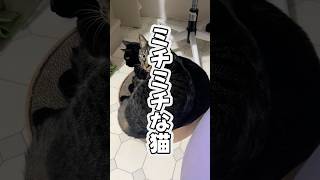 ミチミチだけ仲良し #shorts #猫のいる暮らし #ねこライフ #cat #猫のいる風景  #catshorts