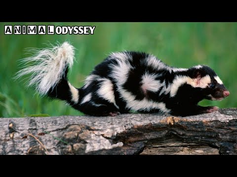 "Zorilla – Africa’s Most Misunderstood Predator 🦨 | Wildlife Documentary" #animalodyssey