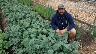 Not Your Average HOW TO GROW KALE Video