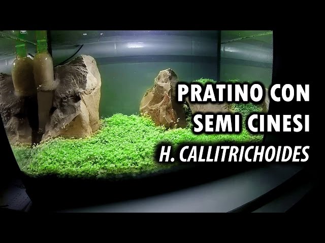 PRATINO in ACQUARIO FACILE con SEMI di CALLITRICHOIDES