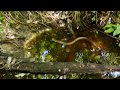 Large adult Northern Cottonmouth (aka "water moccasin")