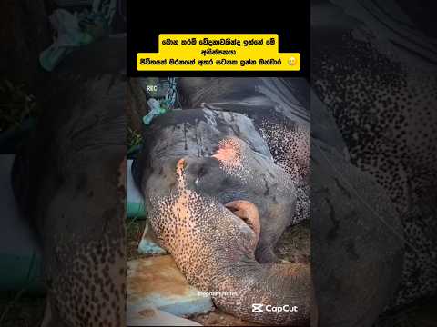 පව් දෙයියනේ මොන තරම් වේදනාවකින්ද ඉන්නෙ එයා 🥲 | #srilankaelephant #bandaraelephant #trendingshorts