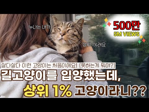 길고양이 구조했더니..?