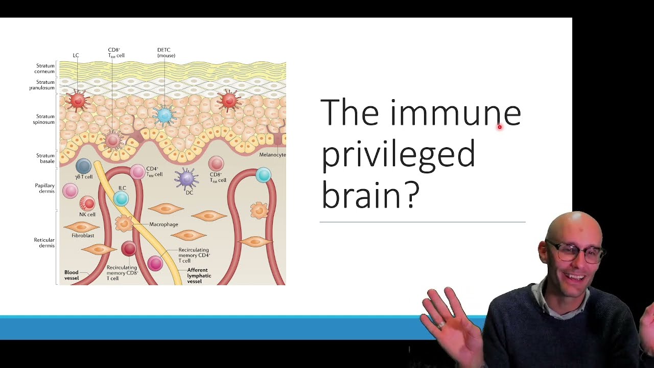 The brain is immune privileged: What does that mean?