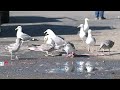 Herring Western Gulls Dinner Time