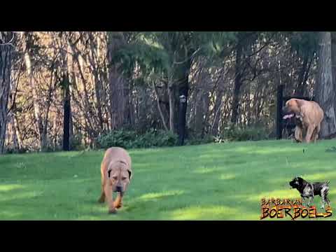 Barbarian Boerboel Pack